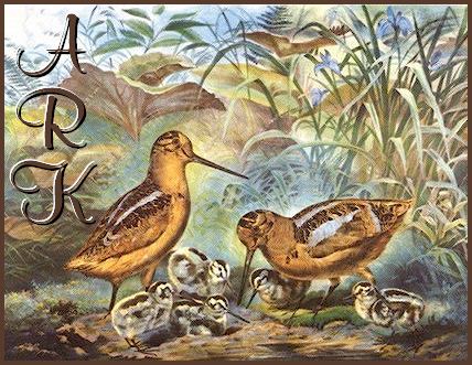 ARK Web Design. Avocet family ** ARK Webontwerp. Avocet-gesin